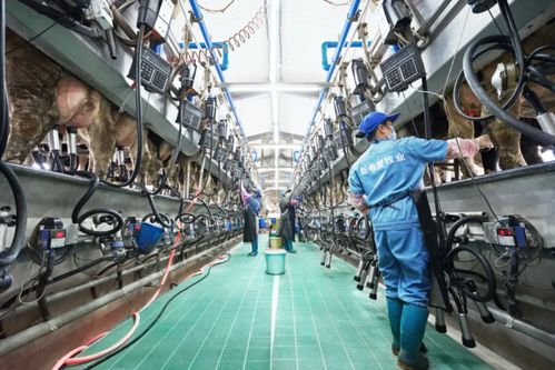 新乳業發布業績預告 上半年收入預計同比增長超60%，數字技術服務驅動強勁增長