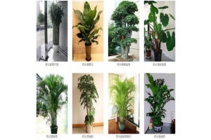 合肥綠植租賃價格及綠化植物租賃指南