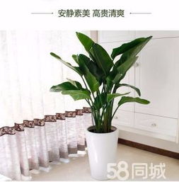 綠植租賃、花卉租擺與小區(qū)園林綠化 設(shè)計(jì)、施工與養(yǎng)護(hù)一體化服務(wù)