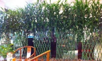 綠植租擺,花卉租賃,園林綠化,庭院設(shè)計(jì)開(kāi)業(yè)花籃