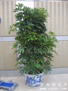 蘇州植物租賃指南 鴨腳木與家園綠化養(yǎng)護(hù)服務(wù)詳解
