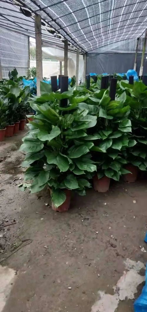 南寧綠植租擺 讓綠色生意的生活美學(xué)與養(yǎng)護(hù)之道