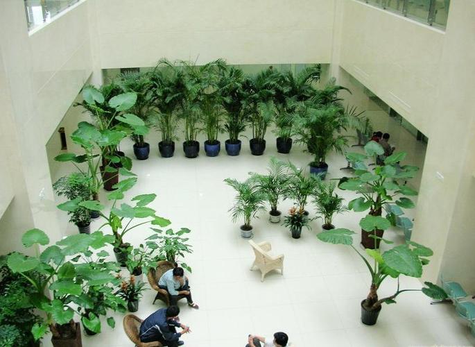 專(zhuān)業(yè)植物租擺,花卉租賃,綠化養(yǎng)護(hù)南韻竹風(fēng)創(chuàng)造性?xún)r(jià)比!